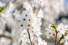 春天白樱花微距特写摄影图片